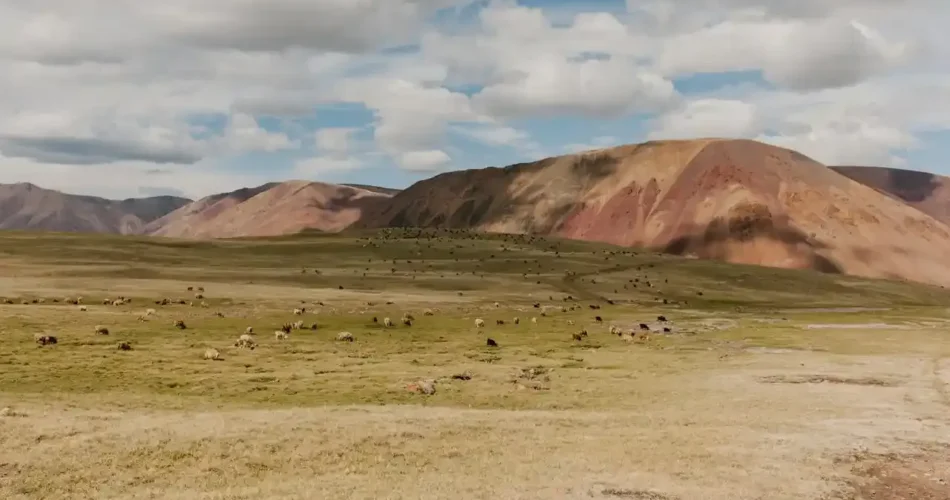 Cagar Alam Ikh Nart: Keindahan Alam dan Kehidupan Liar Mongolia