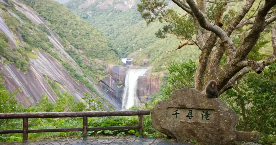 Pulau Yakushima di Jepang: Hutan Prasejarah yang Menakjubkan